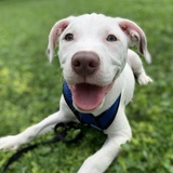 Entry image for Henry