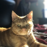 Entry image for Tiger