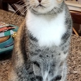 Entry image for Callie