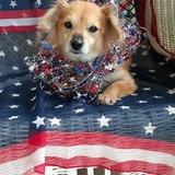 Entry image for Aussie