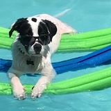 Entry image for Whaler