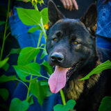 Entry image for Mayday