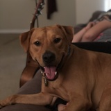 Entry image for Buddy