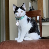 Entry image for Claude Monet 