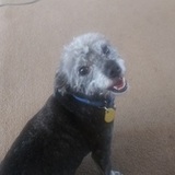 Entry image for Toto