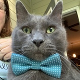 Entry image for Buddy 