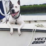 Entry image for Gypsy