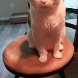 Entry image for Clover