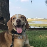 Entry image for Huck