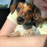 Entry image for Poppy