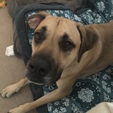 Entry image for Apollo