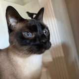 Entry image for Olive