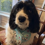 Entry image for Rudy Pickles 