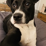 Entry image for Sullivan 