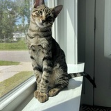 Entry image for Cricket