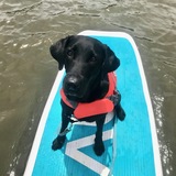 Entry image for Nellie