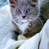 Entry image for Lilly