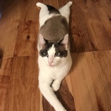 Entry image for Lucky Kitty 🍀