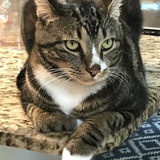 Entry image for Rhett Butler