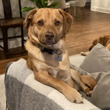 Entry image for Hank