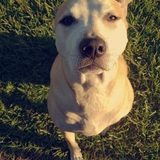 Entry image for Piper