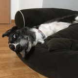 Entry image for Aurora