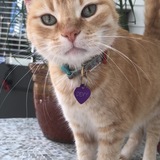 Entry image for Devy