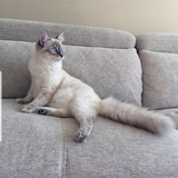 Entry image for Stella