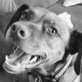 Entry image for Vivi