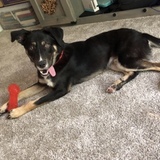 Entry image for Echo