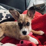 Entry image for Roxanne