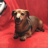 Entry image for Heinz the Mini Dox