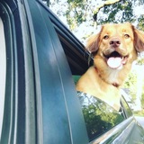 Entry image for Ozzy