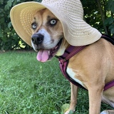 Entry image for Lula