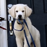 Entry image for Hugo Oliver