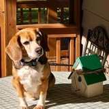 Entry image for Buster