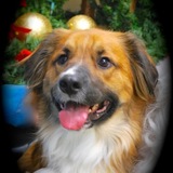 Entry image for Scooter