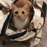 Entry image for Biscuit