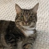 Entry image for Buttons