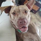 Entry image for Gracie