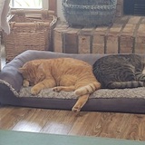 Entry image for Juicy and Sampson