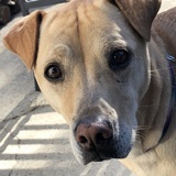 Entry image for Bailey