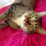 Entry image for Heidi