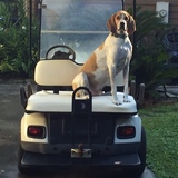 Entry image for Darius