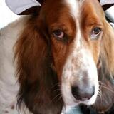 Entry image for Willie