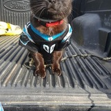 Entry image for Ellis