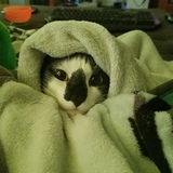 Entry image for Finn