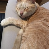 Entry image for Tequila