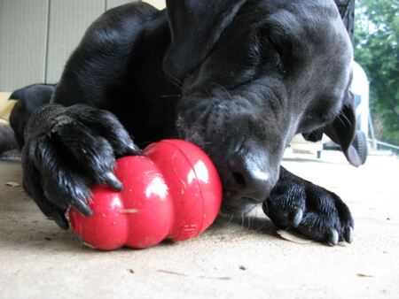 Entry image for King Kong. Clicking this image will show a larger photo