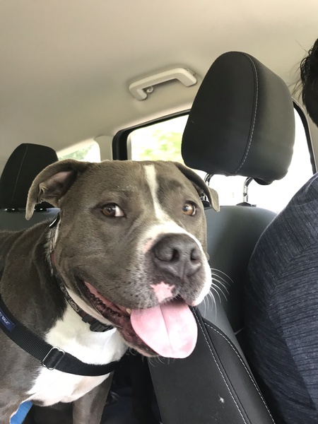 Entry image for Beowoof. Clicking this image will show a larger photo